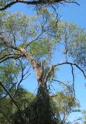Acacia tree with Cissus vine climbing up